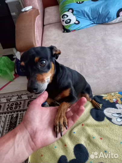 Вязка той-терьер девочка