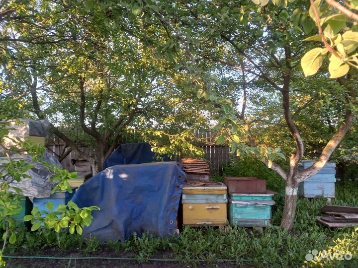 Продам ульи для пчел