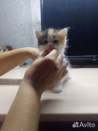 Домашние животные