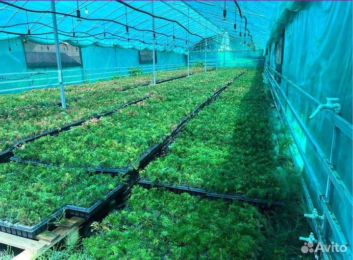 Саженцы туи Смарагд оптом