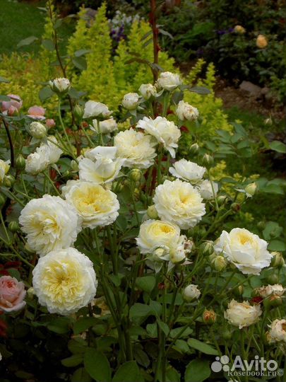 Роза пилгрим - английская селекция Дэвида Остина