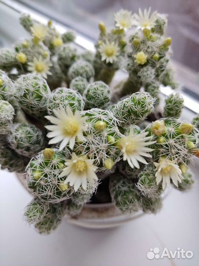 Кактусы