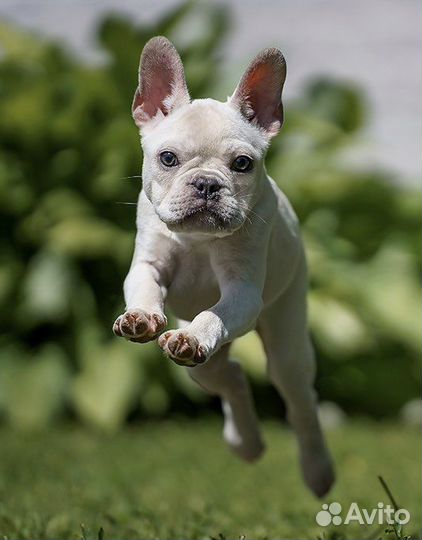 Французский бульдог, девочка