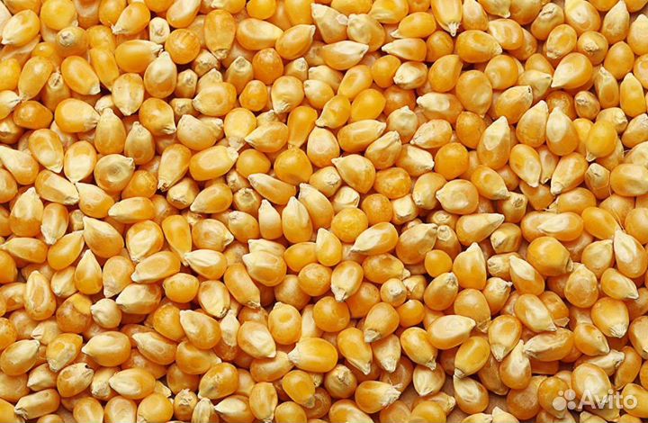 Комбикорм, пшеница, ячмень, кукуруза