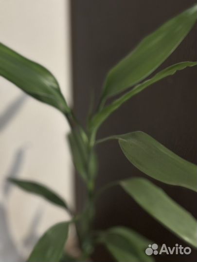 Бамбук растение