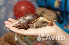 Улитка ахатина малыши
