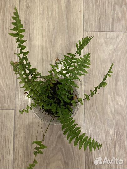 Папоротник