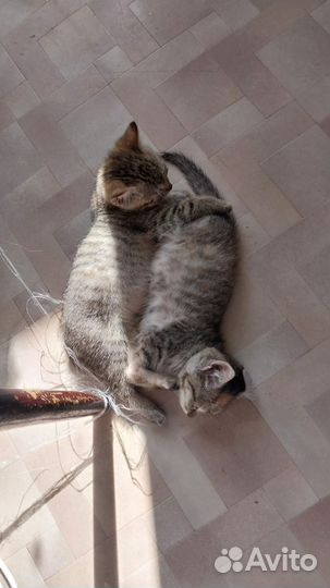 Кошка в дар бесплатно