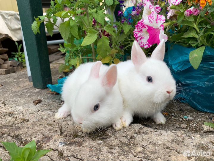Кролик гермелин