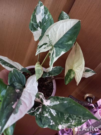 Комнатные растения цветы