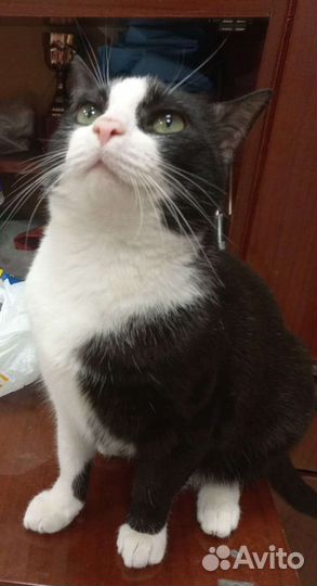 Кошки в добрые руки бесплатно