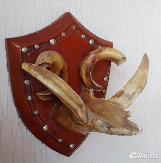 Челюсть кабана с клыками