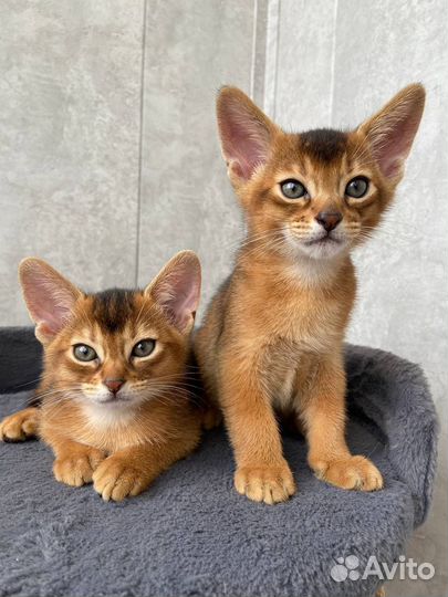 Абиссинская кошка