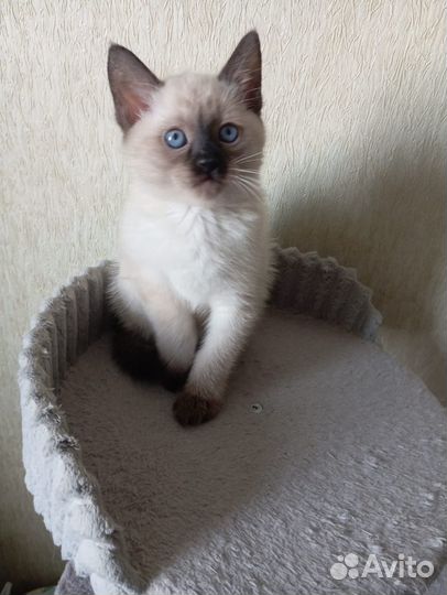 Тайские котята