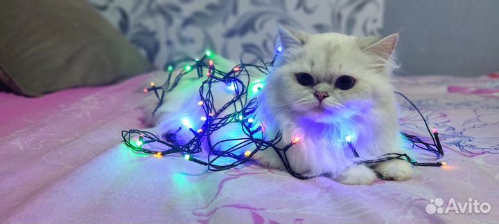 Ищем кота для вязки