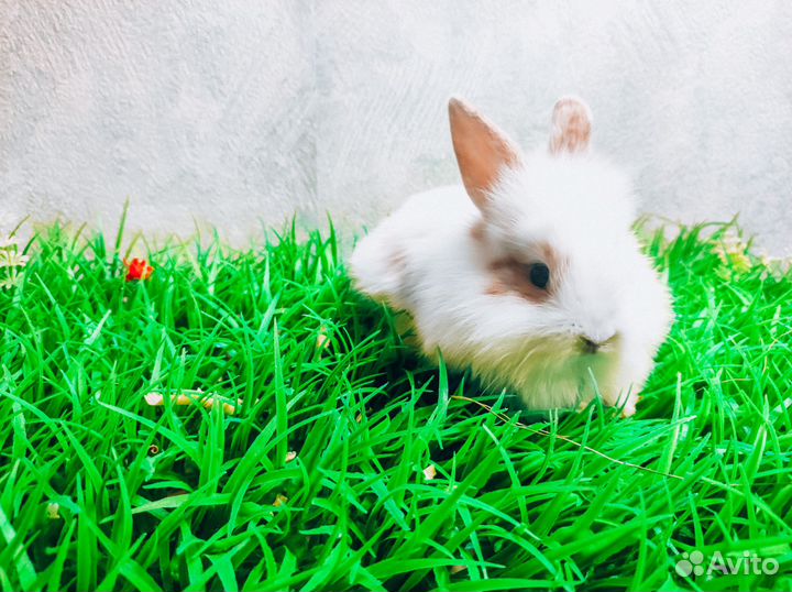 Карликовый кролик