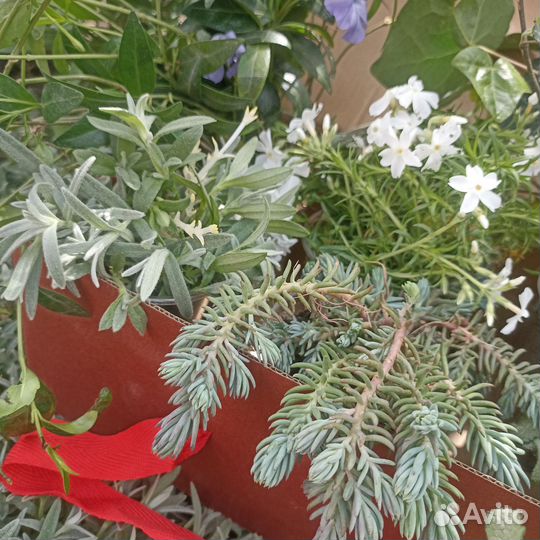 Почвопокровные растения набором