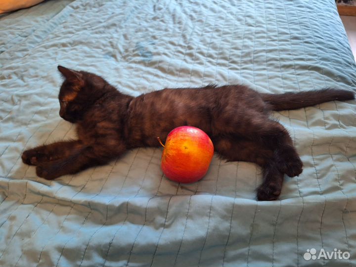 Котенок в добрые руки