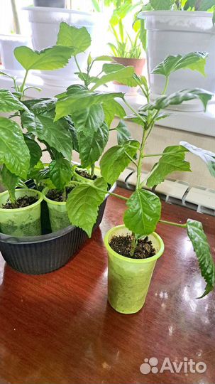 Гибискус китайская роза