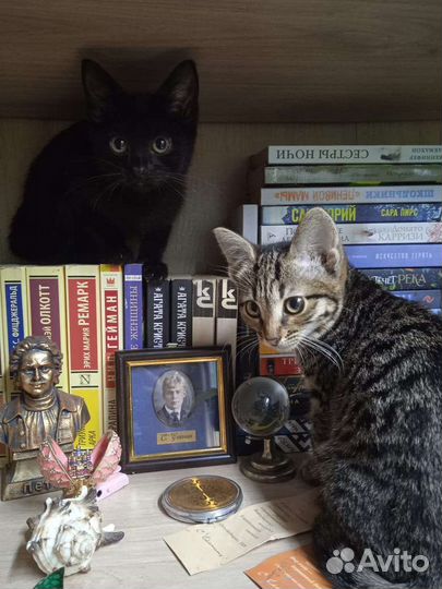Котята в добрые руки бесплатно