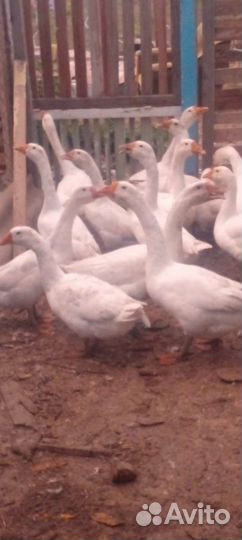 Гуси породы линда