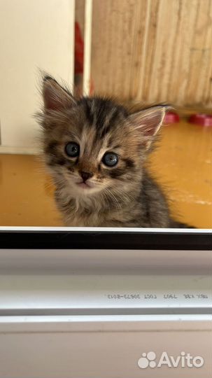 Котенок(девочка) бесплатно в добрые руки