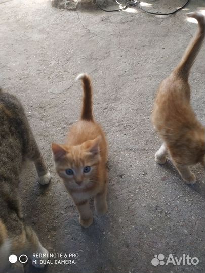 Кошки в добрые руки даром