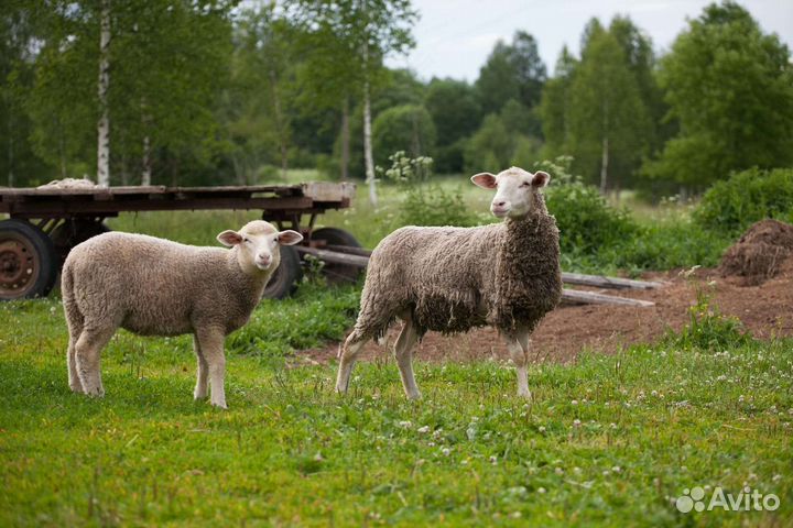 Овцы, Камерунские козлята