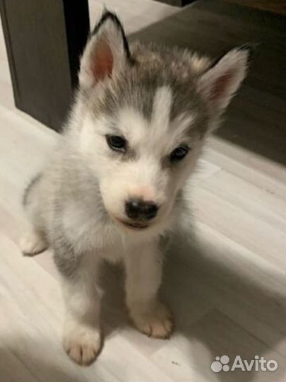 Щенки хаски