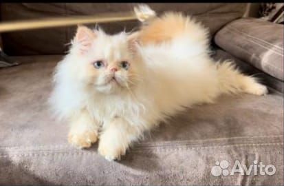 Персидский котик