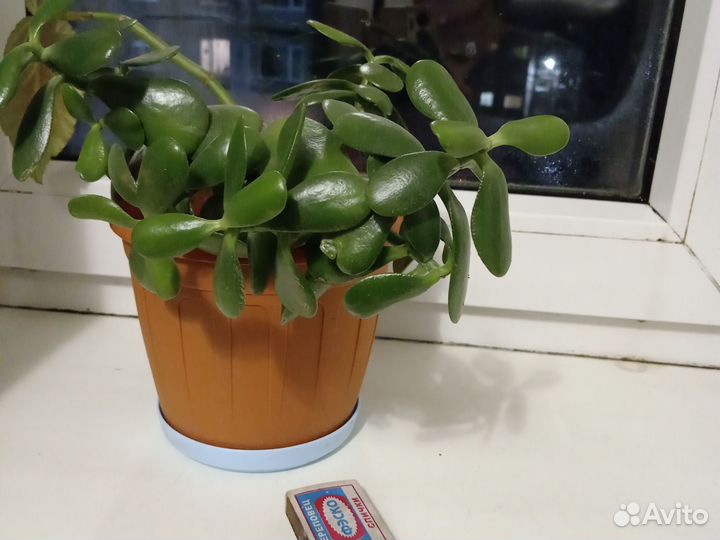 Цветок денежное