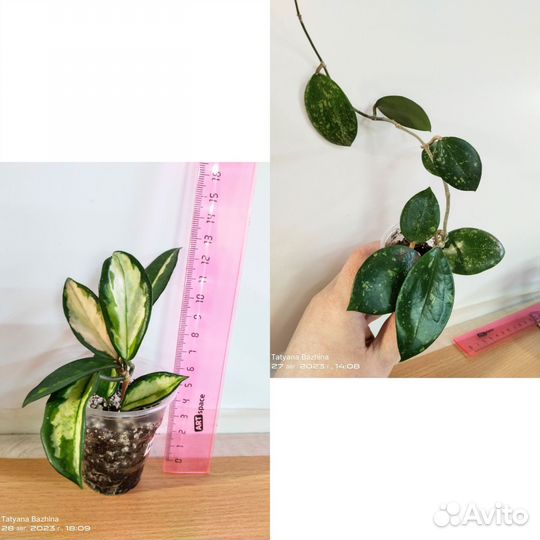 Хойя разные сорта - 1