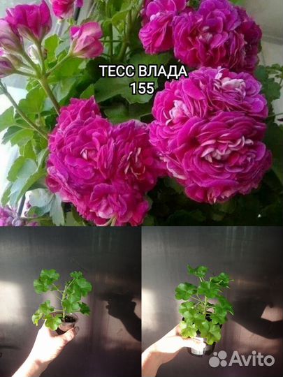 Пеларгонии сортовые