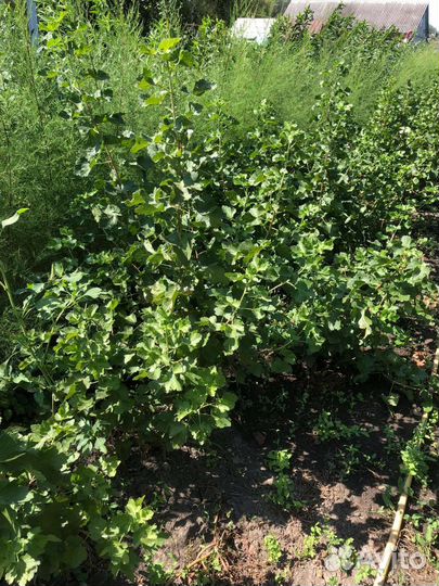 Саженцы в ассортименте