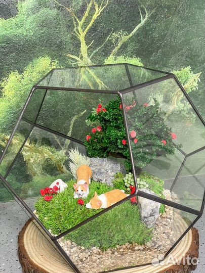 Флорариум корги моссариум собаки букет подарок