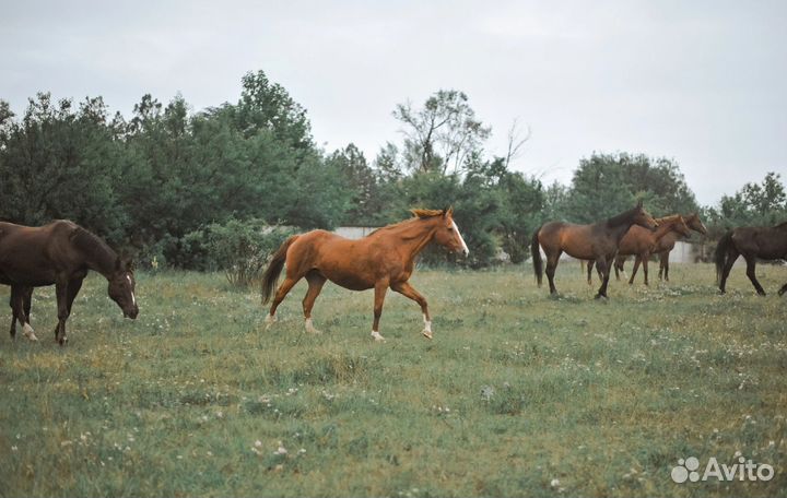 Постой лошадей