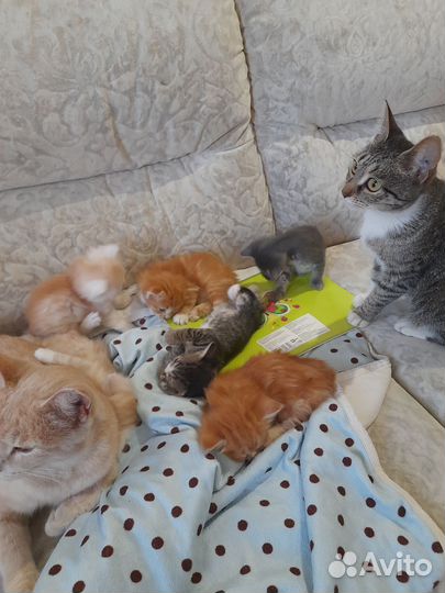 Кошка