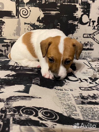 Щенки Джек рассел терьер