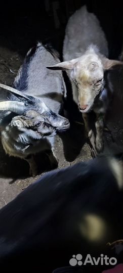 Козел Камори Нубиец и козы