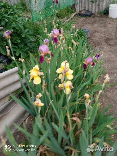 Ирис отдам