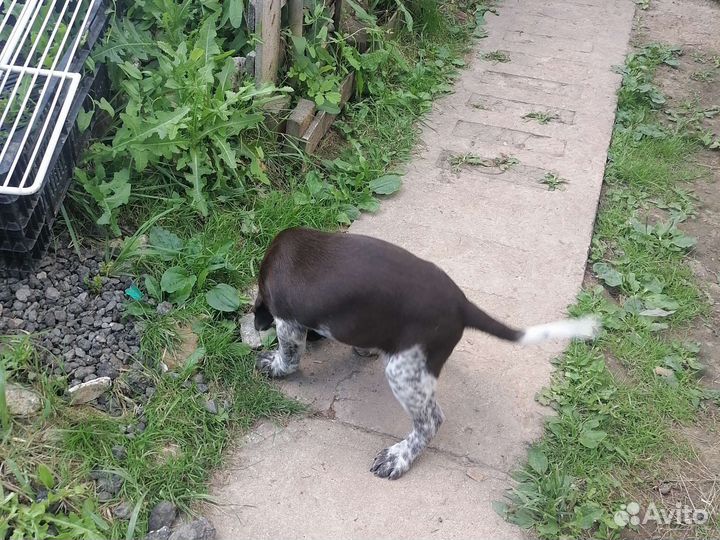 Щенки курцхаара