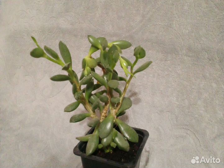 Адромискус