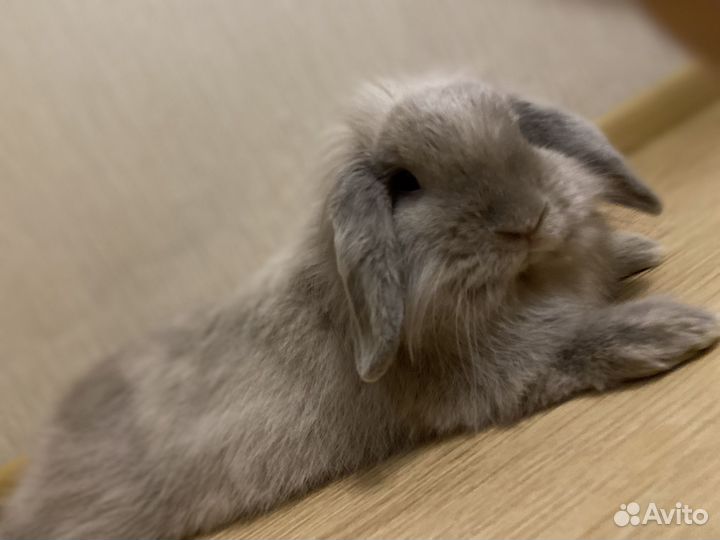 Вислоухий декоративный кролик самец для случки