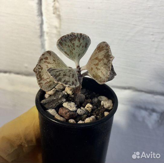 Суккуленты