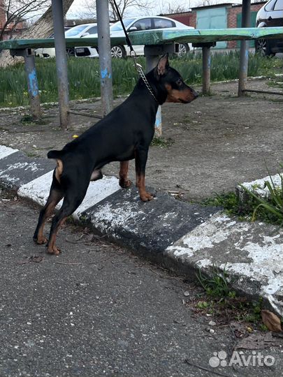 Вязка цвергпинчер