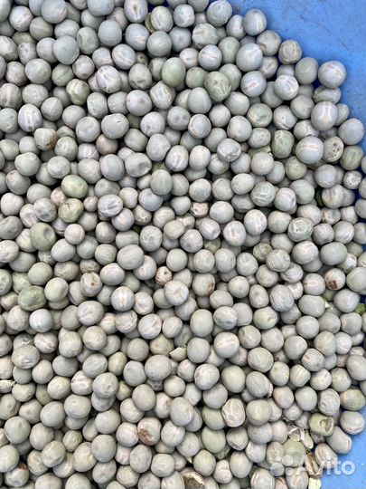 Горох мадрас