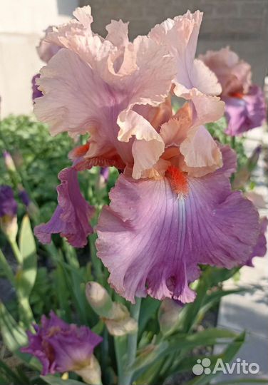 Ирисы бородатые