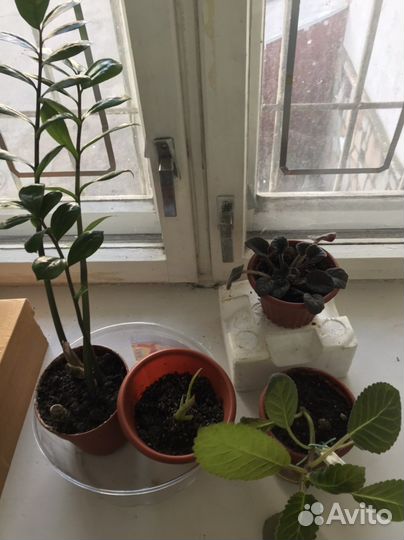 Замиокулькас, глоксинья, фиалка, алоэ вера