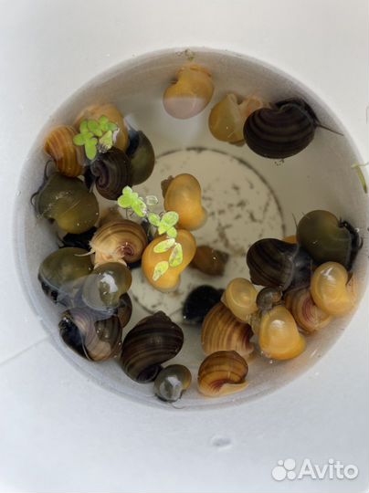 Улитки аквариумные