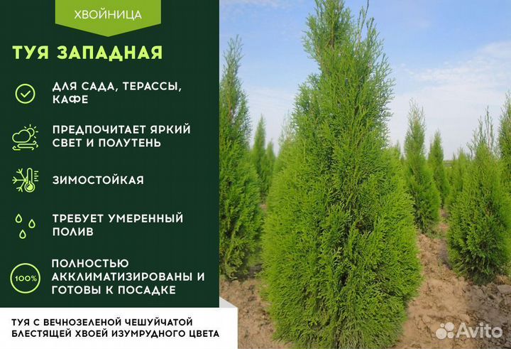 Туи высокие Смарагд